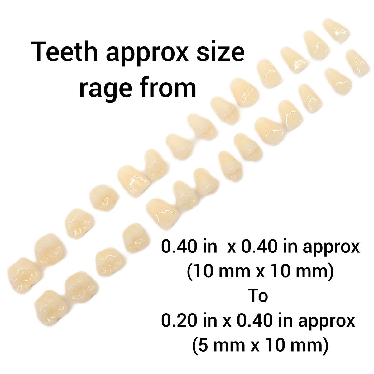 Imitation Human Teeth Tooth Teeth silicone mold teeth mold tooth mold multiple cavities | Soap | Candle Mold for Wax Mold for Resin NC041